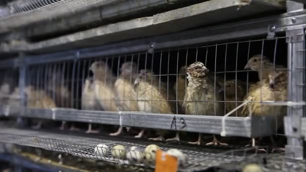 quails in cages at poultry farm - Video, Çekim