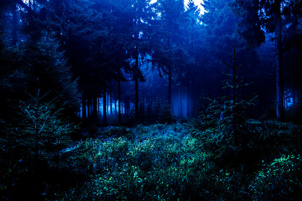 Night forest - Photo, Image