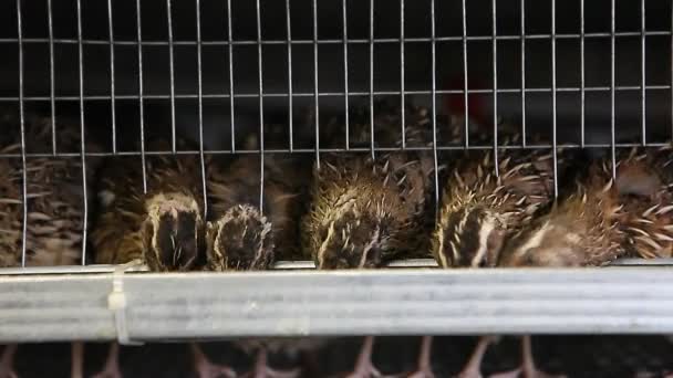 Ορτύκια σε κλουβιά στο πτηνοτροφείο - Πλάνα, βίντεο