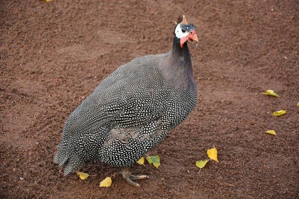 Kaunis Guinean lintu
 - Valokuva, kuva