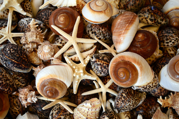 Fondo de conchas marinas
 - Foto, imagen