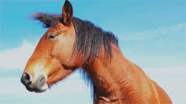Pastoreo de caballos salvajes
 - Imágenes, Vídeo