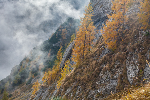 valle de montaña en las montañas de Bucegi
, - Foto, imagen
