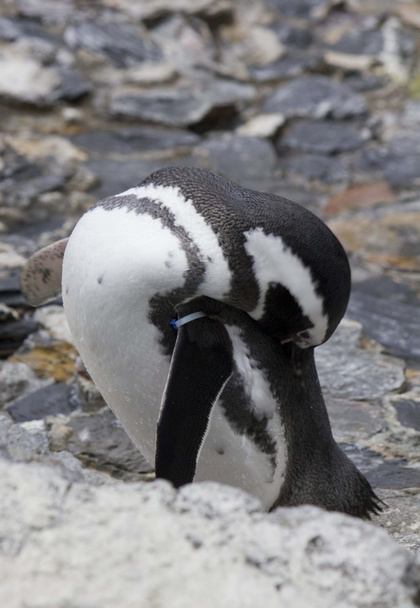 Pingüino magallánico curvado
 - Foto, imagen