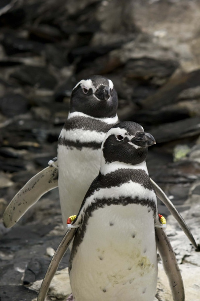 Un par de pingüinos magallánicos
 - Foto, imagen