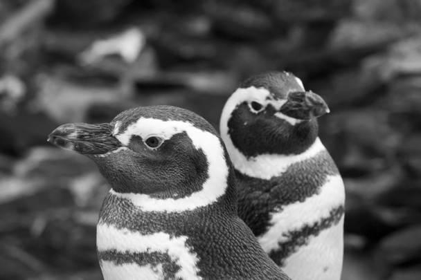 Zblízka pár tučňáků magellanských - Fotografie, Obrázek