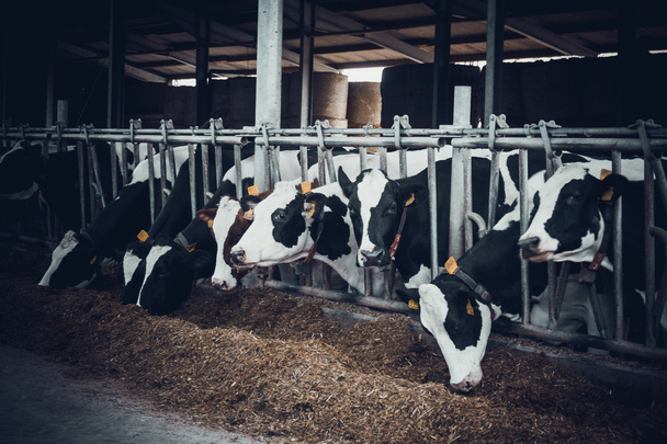Dairy cows on a farm - Foto, afbeelding