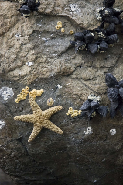 П'ять загострених морських зірок, прикріплених до скель
 - Фото, зображення