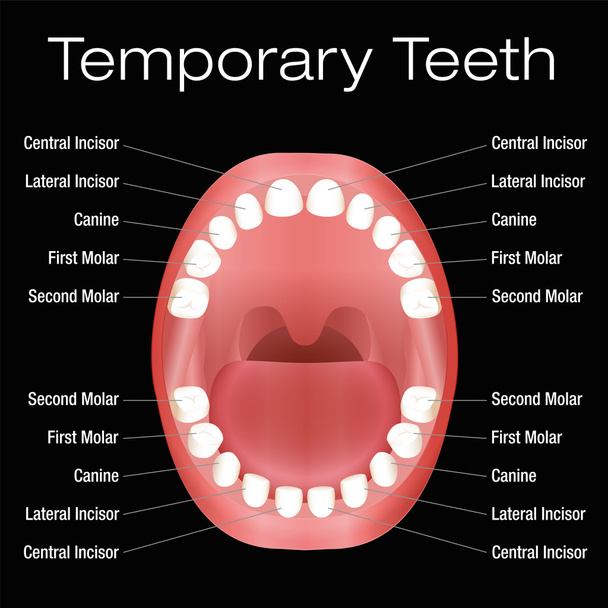 Nombres de dientes primarios
 - Vector, Imagen