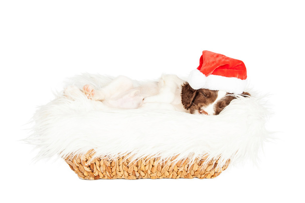 puppy in Santa hat laying in basket - Фото, изображение