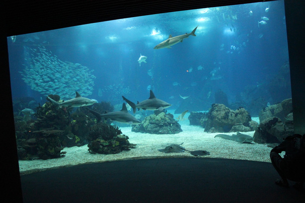 Лісабон акваріум основні танк - Фото, зображення