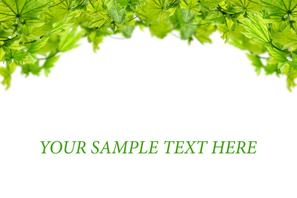 рамка с зелеными листьями
  - Фото, изображение