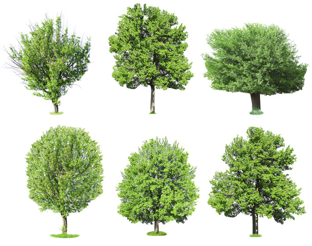 Green trees set  - Foto, Bild