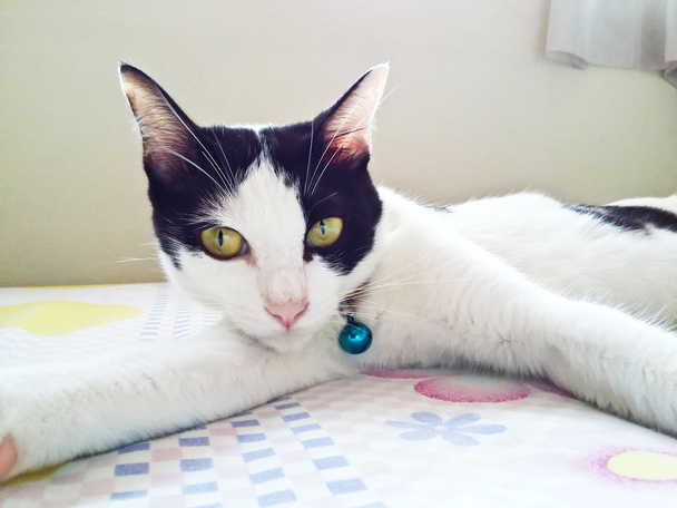 sevimli Tay kedi - Fotoğraf, Görsel