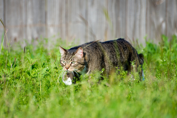 Caza gato tabby
 - Foto, Imagen