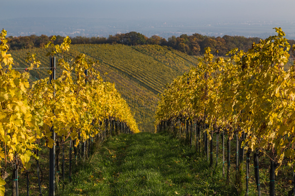 Feuilles colorées sur les plantations de vignobles en automne
 - Photo, image