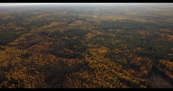 4 k ptaka - latające nad jesień wierzchołki drzew gęstych lasów. Żółty i zielony mech tekstura wzór - Materiał filmowy, wideo