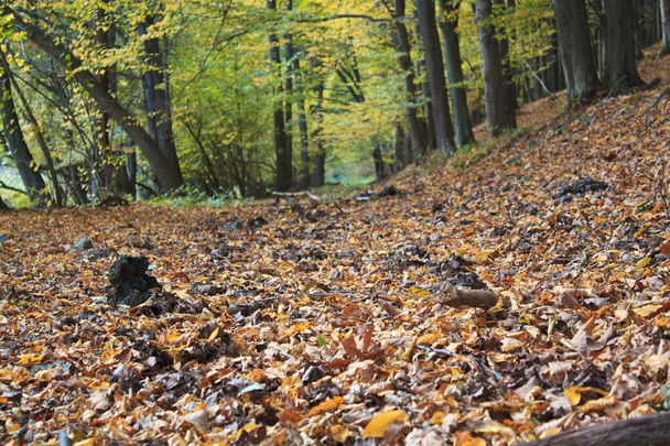 Őszi park jelenet - őszi erdő - - Fotó, kép