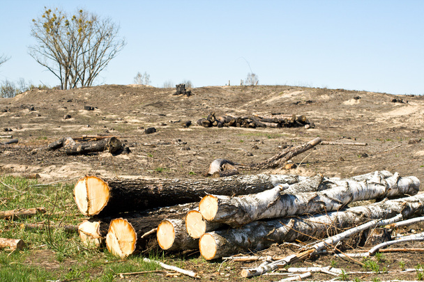 Ormanların tahrip edilmesi - Fotoğraf, Görsel