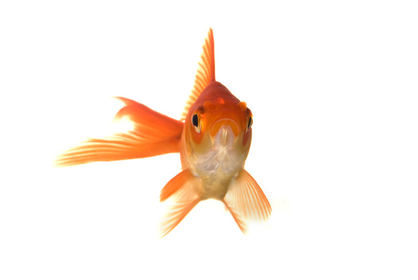 Retrato de pez dorado
 - Foto, Imagen
