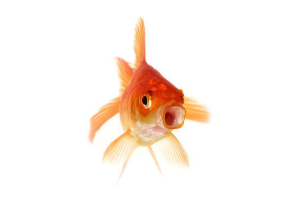 Gawping de peixe-vermelho
 - Foto, Imagem