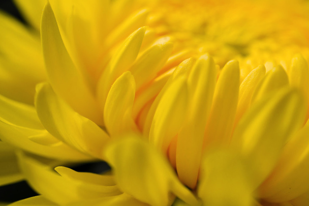 Yellow chrysanthemum - Foto, Bild