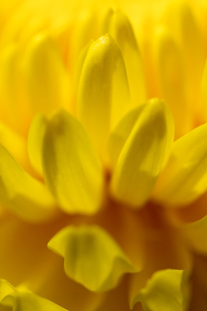 žlutá chryzantéma - Fotografie, Obrázek
