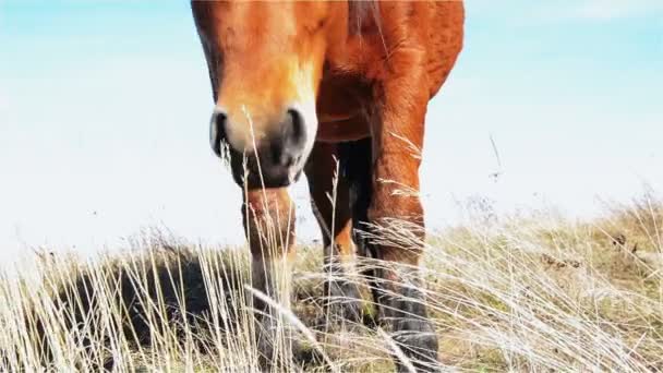 Pferd auf dem Berg - Filmmaterial, Video