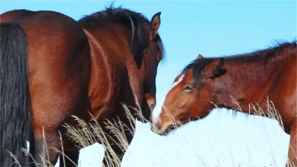 Dos caballos tocan y se comunican en un pasto de montaña
 - Imágenes, Vídeo
