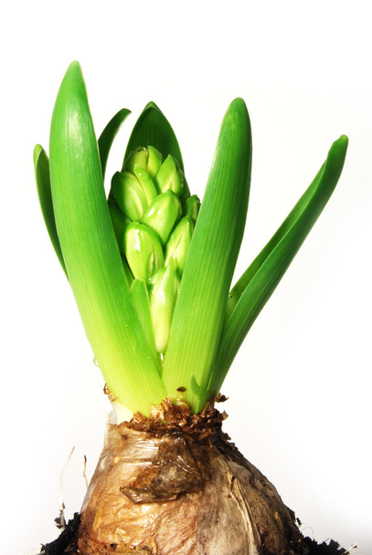 A young hyacinth - Foto, afbeelding
