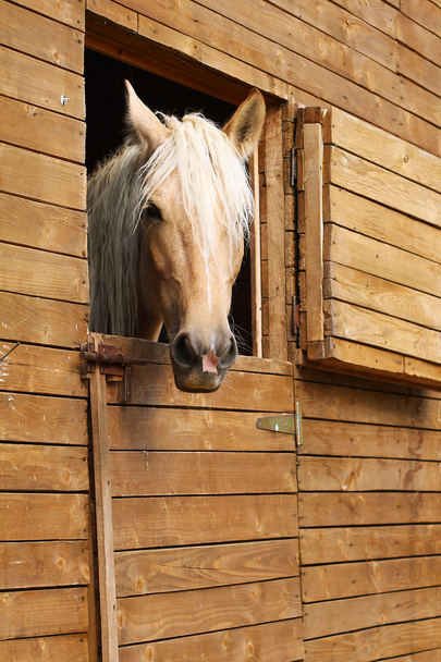 Horse in the stable - Fotoğraf, Görsel