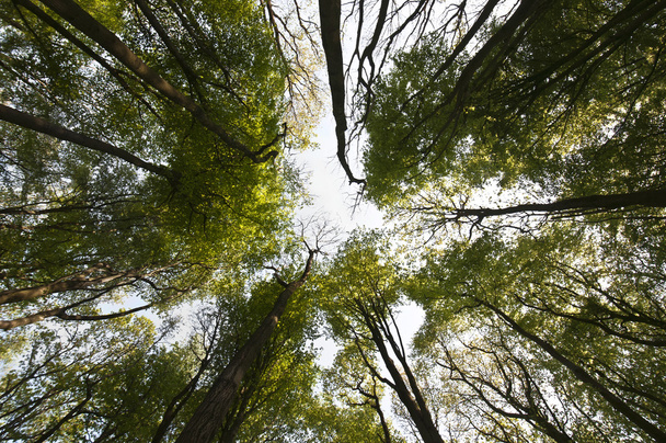 Abstract forest canopy - Φωτογραφία, εικόνα
