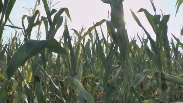 pole kukurydzy na wietrze - Materiał filmowy, wideo
