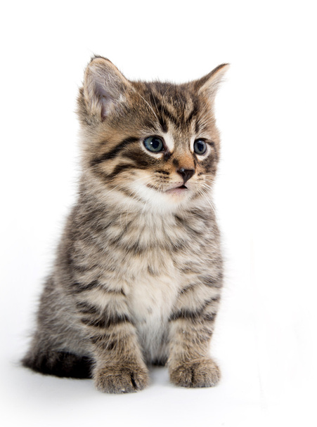 Cute tabby kitten crying on white - Photo, Image