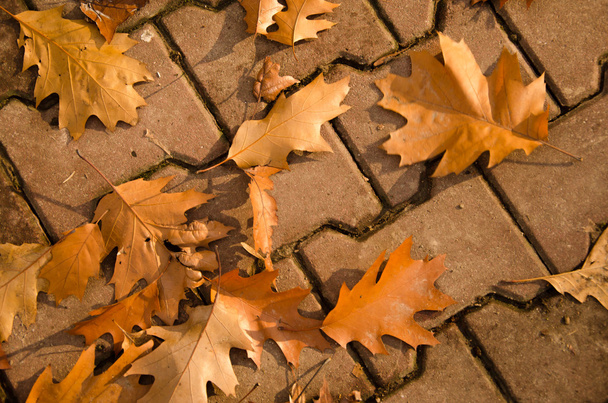 Herbstblätter fallen - Foto, Bild
