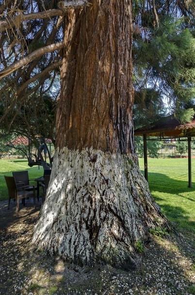 Blick auf den Mammutbaum (Mammutbaum sempervirens) im Park - Foto, Bild
