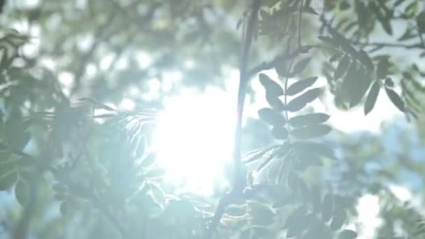太陽の光とレンズのフレア, - 映像、動画