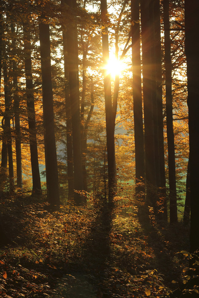 mooie gouden zon in het bos bij zonsondergang - Foto, afbeelding
