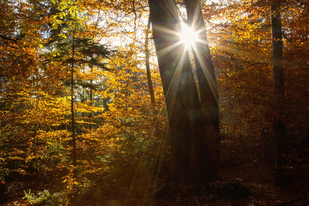 Sonbahar Orman kayın ağaçları ve parlak güneş ışığı ile - Fotoğraf, Görsel