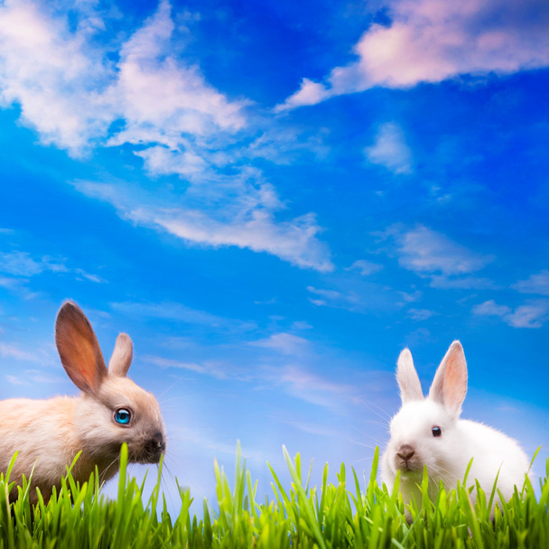 Art couple little Easter rabbits on green grass - Photo, Image