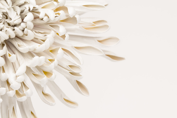 Witte en gele bloem petal abstracte achtergrond - Foto, afbeelding