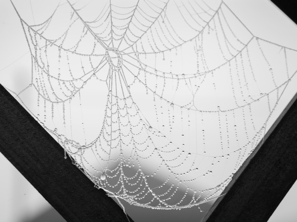Ιστό της αράχνης που καλύπτεται με πάχνη - Φωτογραφία, εικόνα