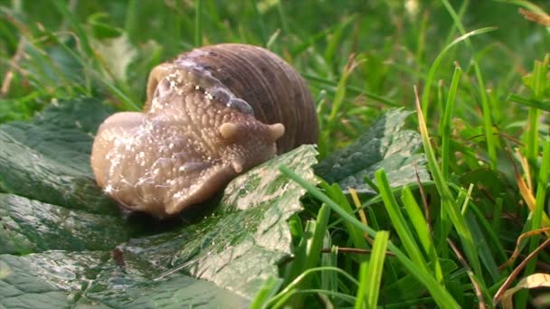snail turns around and crawling  on the grass - Footage, Video
