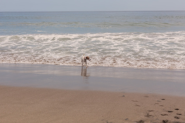 Jack Russell Terrier blickt auf die schäumenden Wellen - Foto, Bild