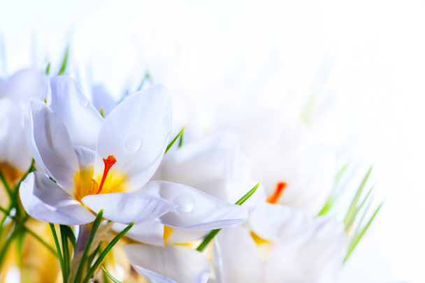 Art Beautiful Spring White crocus Flowers on white background - Photo, Image