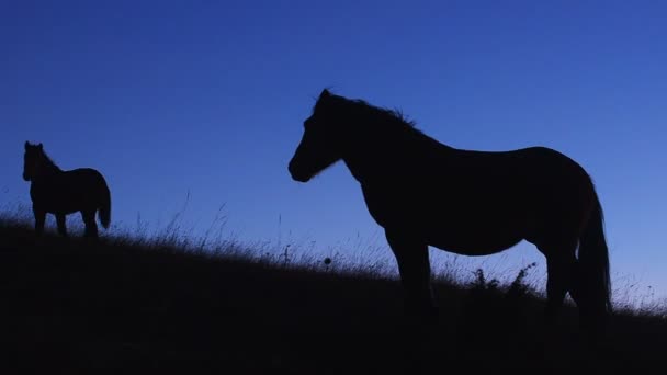 Konie na skoczni w mroku - Materiał filmowy, wideo