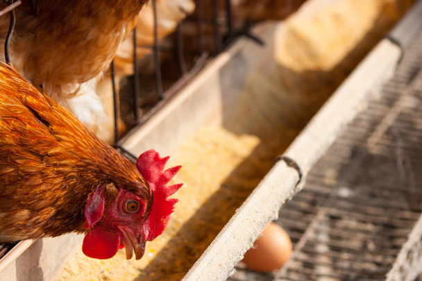 Яйца цыплят на местной ферме
 - Фото, изображение