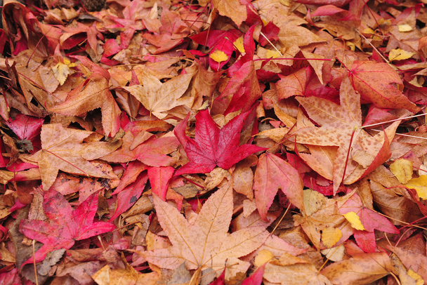 Осіннє листя на землі
 - Фото, зображення