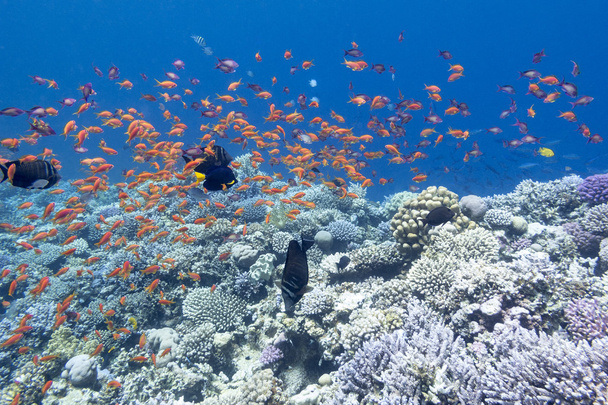 koraalrif met shoal van exotische vissen anthias in tropische zee, onderwater - Foto, afbeelding