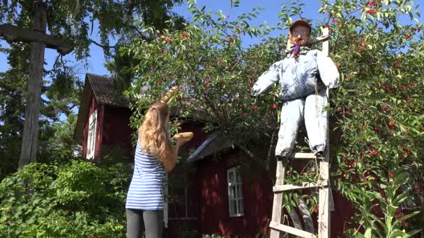 Piękna wieśniaczka kobieta zbierająca jagody z wiśniowego drzewa w ogrodzie. 4K - Materiał filmowy, wideo